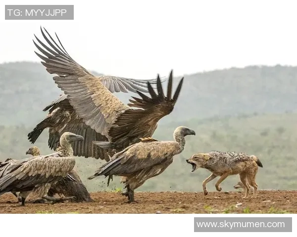 乌干达与南非精彩对决录像回放全程分析与精彩瞬间回顾 乌干达与南非精彩对决录像回放全程分析与精彩瞬间回顾